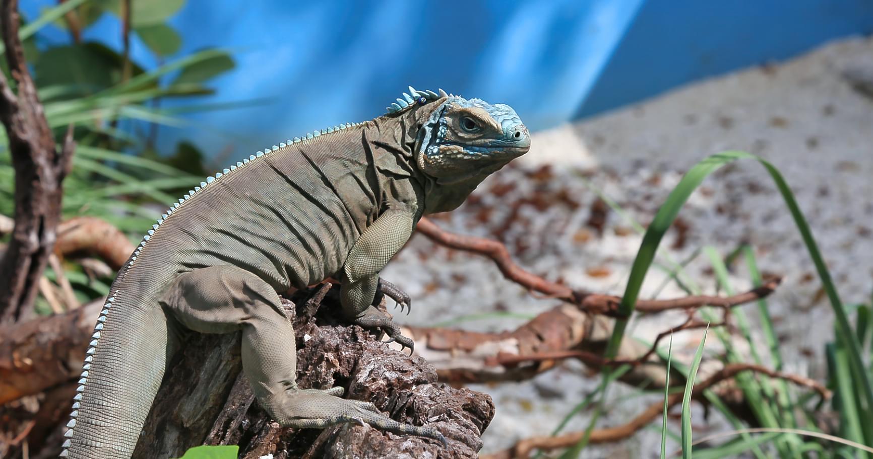 Male iguana on alert near vegetation, displaying territorial behavior