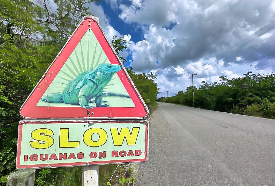 Road sign warning of Grand Cayman Iguanas crossing, emphasizing conservation efforts