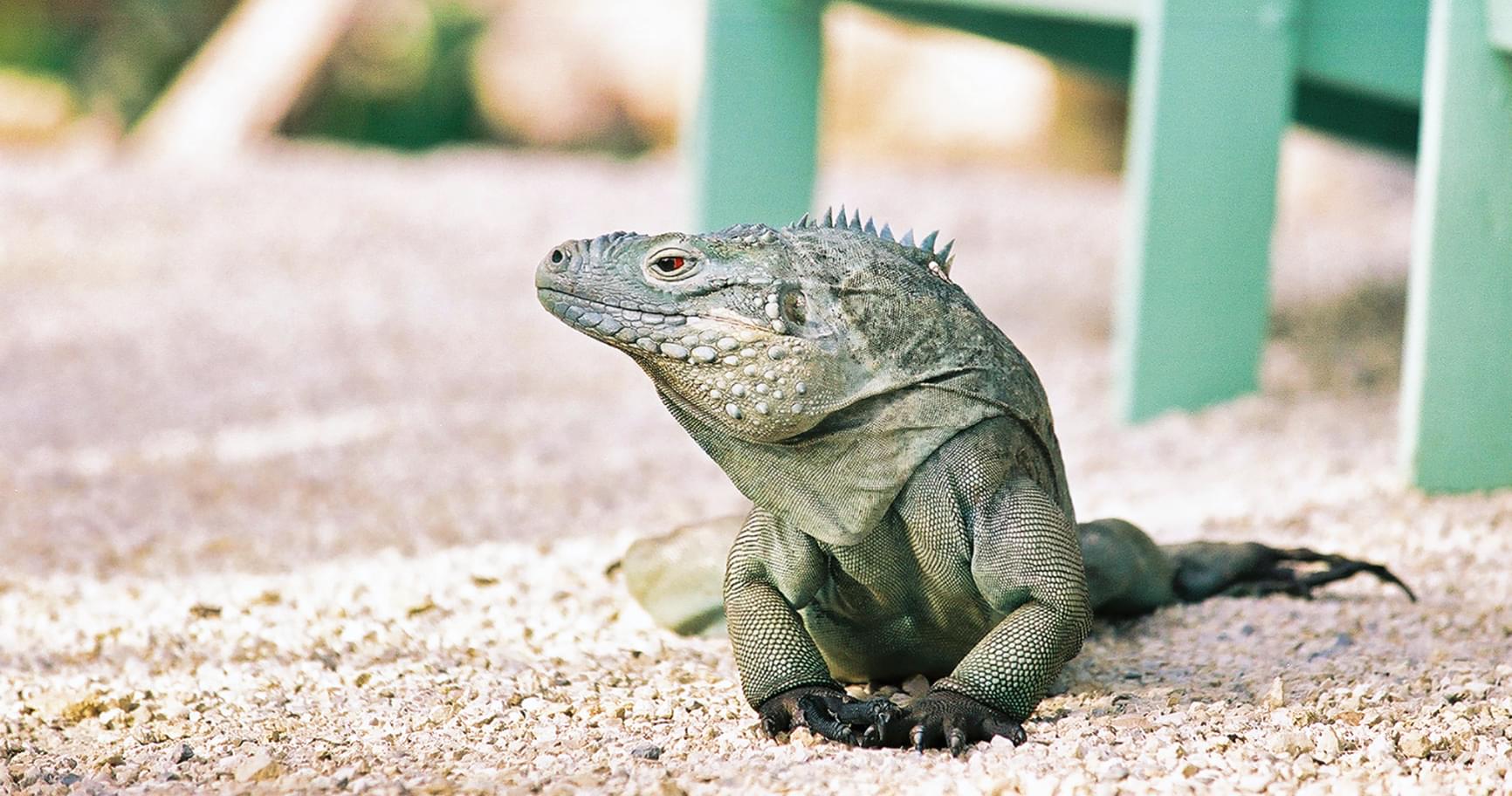 Small iguana near a roadside, blending with its surroundings