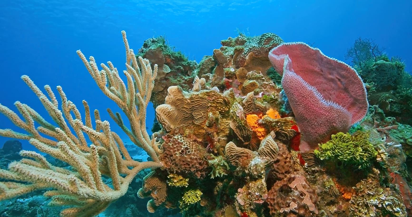 Coral reef ecosystem showcasing the importance of sunscreen coral reef safe options