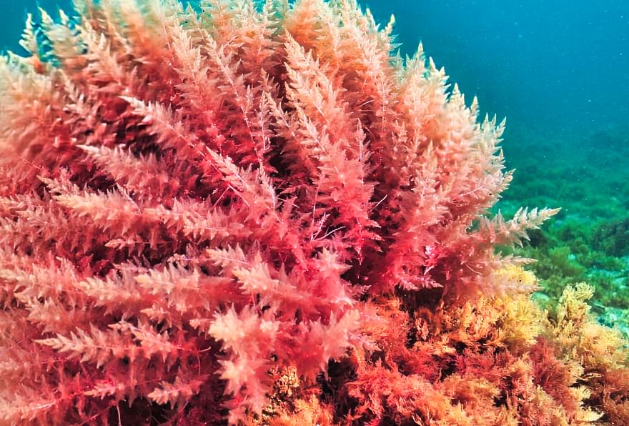 Close-up of healthy coral, emphasizing what sunscreen is reef safe for marine life