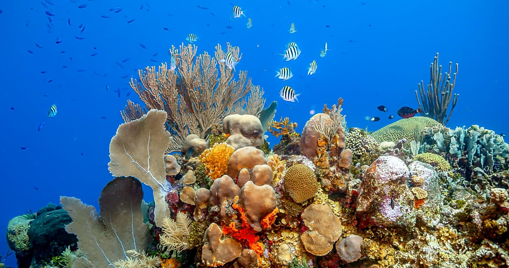Colorful coral reef in Grand Cayman, thriving in consistently warm waters