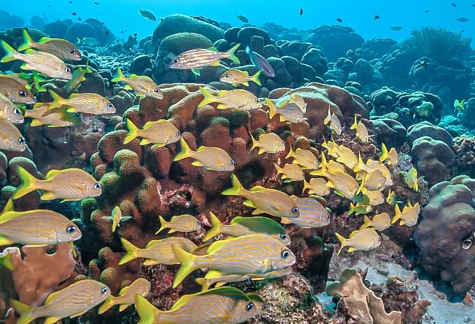 School of tropical fish swimming in the vibrant waters of Grand Cayman
