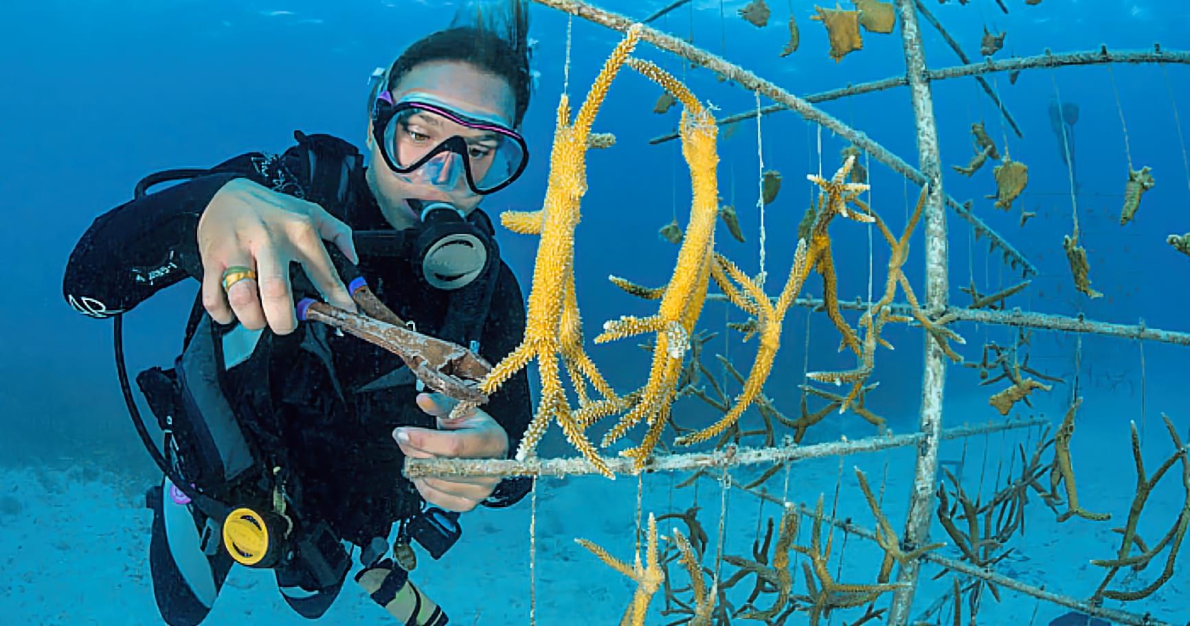 Scuba diver tending to underwater coral nursery with optimal conditions