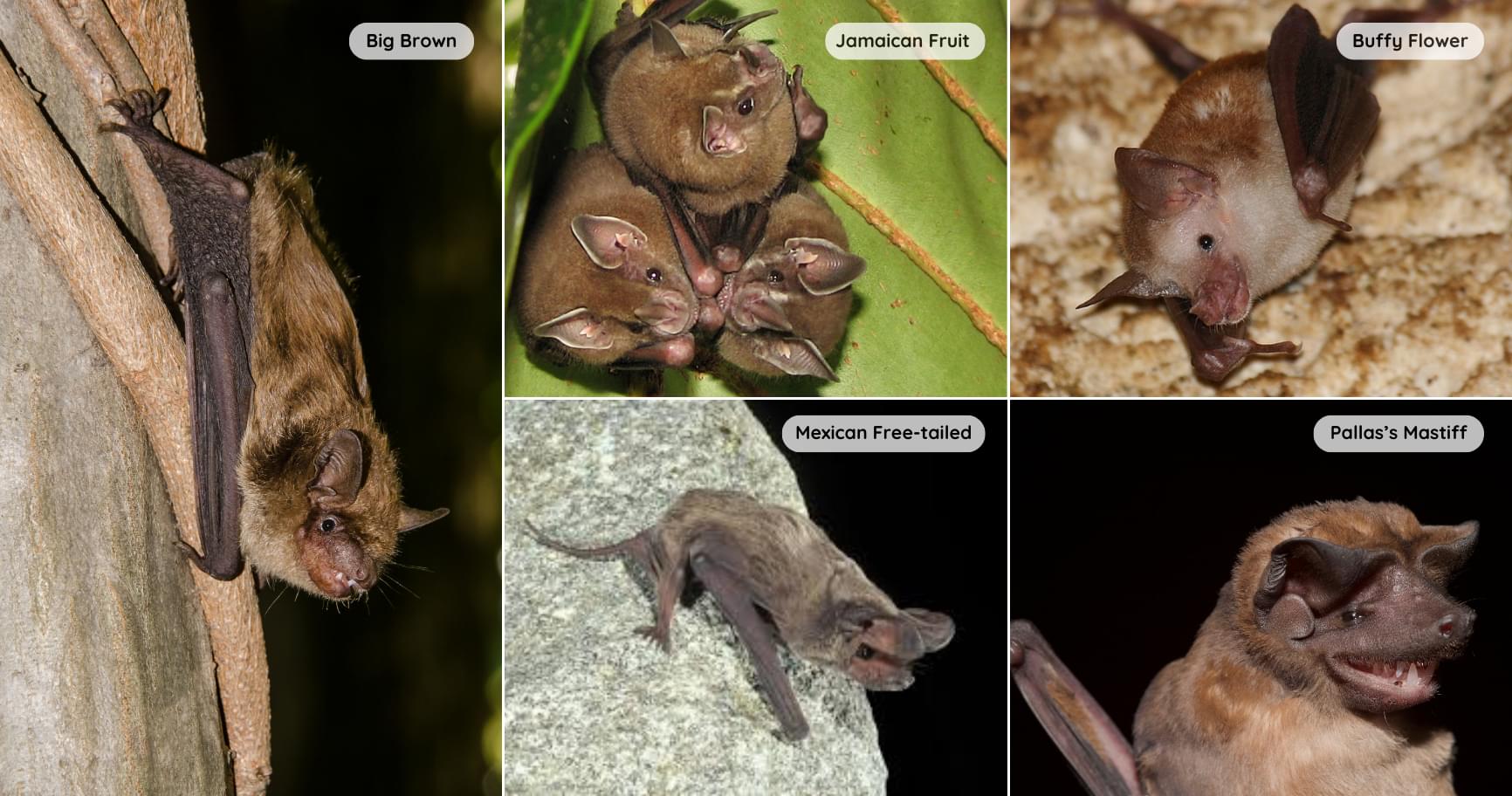 A collage showcasing various bat species native to the Cayman Islands
