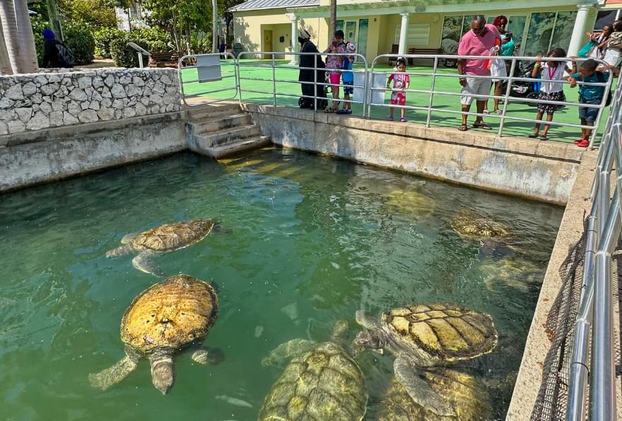 Tourists interact with sea turtles at the Cayman Turtle Centre, a must-see for things to do in the Cayman Islands with family.