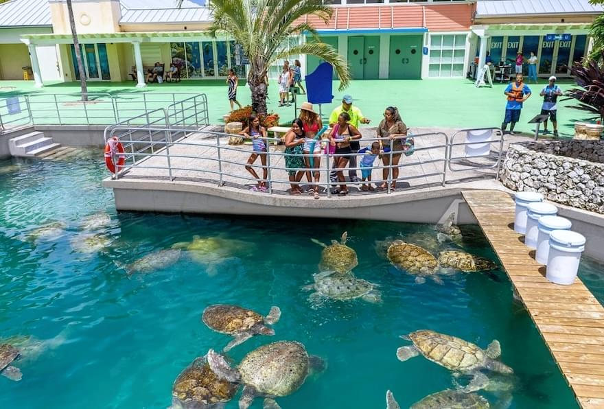Visitors feed turtles at the Cayman Turtle Centre