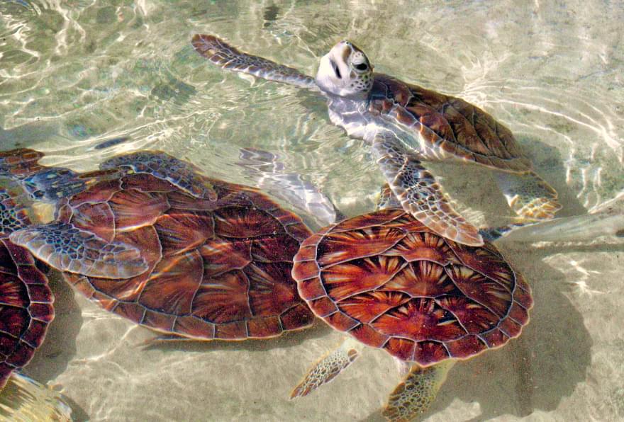Red and green turtles swimming, emphasizing marine life at the lagoon.