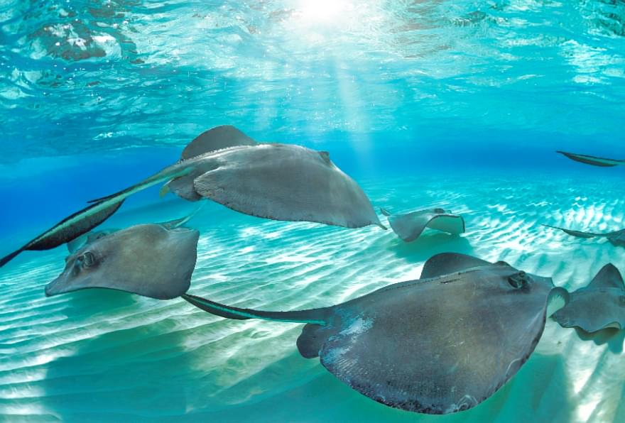 group of southern stingrays swimming underwater in sunlit turquoise water