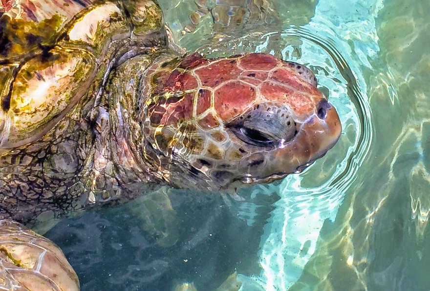 close up of sea turtle swimming in clear water